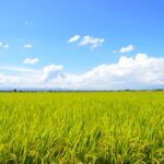 カエルの鳴き声は「騒音」？ ツイートが話題に！