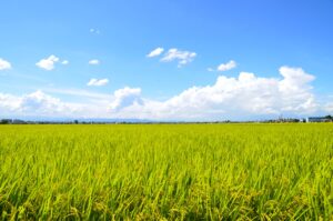 カエルの鳴き声は「騒音」？ ツイートが話題に！