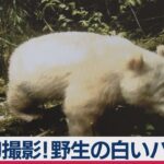 真っ白のパンダが発見される！