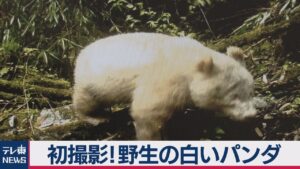 真っ白のパンダが発見される！