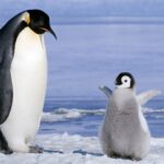 ペンギンの胃の石はなぜ重要なのか？驚きの事実が明らかに