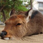 マダニが奈良公園の鹿に大量発生中！触れば感染のリスクも…専門家による対策アドバイスも紹介！