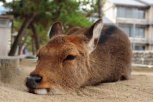 マダニが奈良公園の鹿に大量発生中！触れば感染のリスクも…専門家による対策アドバイスも紹介！
