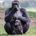 オスだと思われていた動物園のゴリラが出産　飼育員も妊娠に気付かず…