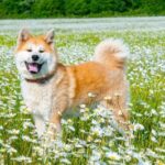 忠実な友情の証！犬が飼い主の浮気現場を目撃し、冷静かつ無視する一連の行動に驚く！