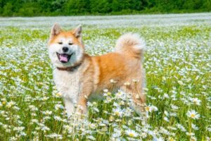 忠実な友情の証！犬が飼い主の浮気現場を目撃し、冷静かつ無視する一連の行動に驚く！