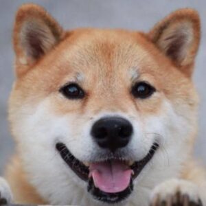 ｢危ないからダメ｣は逆効果…大雨のとき｢外の様子を見に行く人｣を止めるためにかけるべき２つの言葉