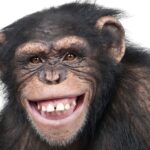 感動の瞬間！２８年ぶりに自由を手にしたチンパンジーの涙とは？