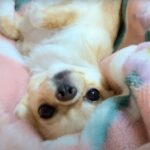 犬が落ち着く音楽スピーカーがあるって本当？