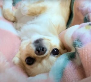 犬が落ち着く音楽スピーカーがあるって本当？