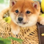 名前を呼ばれるまでじっとドアの前で待機する自制心の高いおりこう犬たち