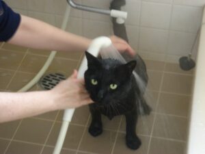 山田養蜂場役員を逮捕　女性脱衣所で盗撮指示疑い