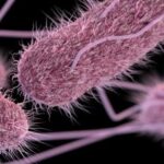 「国立感染症研究所の研究者がチフス菌に感染し危機が発生」－ 専門家の健康リスクについての報告