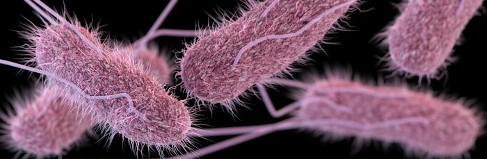 「国立感染症研究所の研究者がチフス菌に感染し危機が発生」－ 専門家の健康リスクについての報告