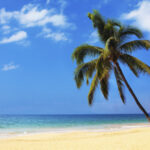 ハワイ・マウイ島の山火事、死者３６人に …