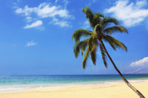 ハワイ・マウイ島の山火事、死者３６人に …