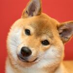 ガレージに侵入した強盗と鉢合わせ　“大歓迎”の犬の対応が笑いを呼ぶ