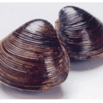 スーパーの２０円で買った【シジミ】が池に入るとどうなる？