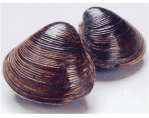 スーパーの２０円で買った【シジミ】が池に入るとどうなる？